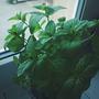 tramtamtam #mint #herbs #green #healthy #vsco #vscocam