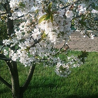 Day 2 #100happydays #spring #flowers #cherry #blossom