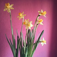 Narcyze zakwitły na Wielkanoc :) Day 5 #100happydays #flowers #daffodil #yellow #spring #warm #days