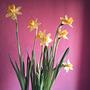 narcyze zakwitły na wielkanoc : day 5 #100happydays #flowers #daffodil #yellow #spring #warm #days