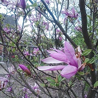 Magnolia taka piękna #100happydays #lovely #time #with #grandma #flowers #