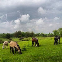 Cycling #konie #horses #piątnica #rowery #training #meridabike #Garmin