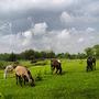 cycling #konie #horses #piątnica #rowery #training #meridabike #garmin