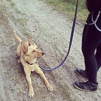 On the walk with my bff and her cute dog :) #100happydays #walk #forest