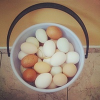 Nowa dostawa ponad 100 naturalnych jaj z wolno biegajacych kur :) #eggs #fit #eat #protein #cycling #diet