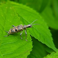 Rębacz sosnowiec (rhagium inquisitor)