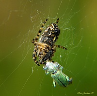 Pająk krzyżak, (Araneus quadratus)