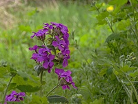 Lunaria kwitnąca. W kwietniu.