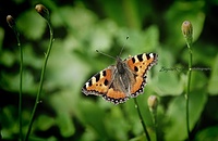 Siatka na motyle, początek lata i dzień taty