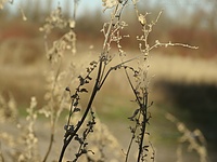 Łoboda i nawłoć - grudzień