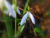 Przebiśniegi - pierwsze zwiastuny wiosny