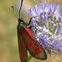 kraśnik - motyl w poplamionej pelerynie