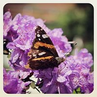 Hello #beautiful :) #butterfly #flowers #sunny #day #l4l #instaphoto