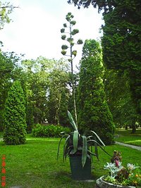 Agawa zakwitła. Park w Aleksandrowie.