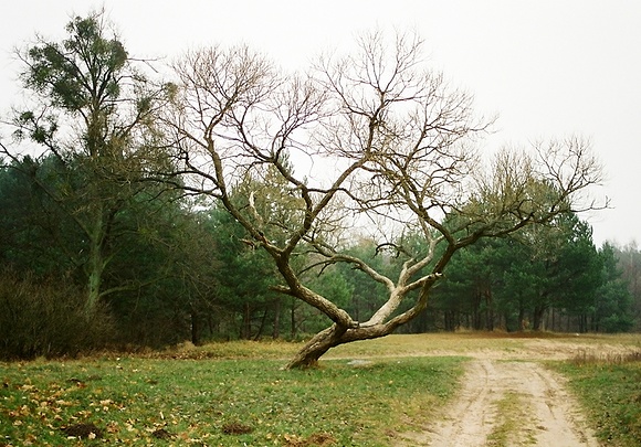 Mówią drzewa