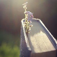 Hello #morning :) #waking #up #at #6am #on #saturday #is #crazy :O #sun #l4l #flowers #forgetmenot