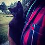 kot #cat #black #eyes #cute #przytulanka #mały #słodziak