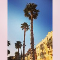 Street #spain #palm #tree #nature #scene #sun #hot #amazing #pleace #love #loveit