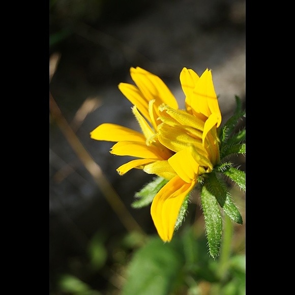 Sunflower #makro