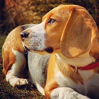 Jestemtwoimwyzwaniem #coolpixaw120 #coolpixportret #pies #dog #beagle #polska #poland #nikon #portrait #nice