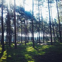 Magic #magic #forest #magical #good #day #relax #walk #wonderland #autumn #is #coming #love #happy #photooftheday #vscocam