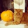 I think he likes this one ##garfield #cat #pumpkin #night #guard #red #redcat #funny #cute #orange #colors #nightcat #pet #lovely #autumn