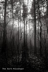 Dark Forest