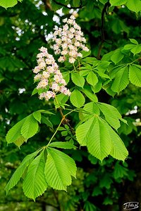 Chestnut tree