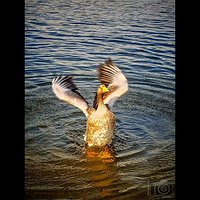 Gęś #ges #goose #bird #natura #nature #polska #poland #london #water #pond #staw #follow #followme #insta #igers #igersolsztyn #goodtime #cool #nice #fotopawelolsztyn #woda #instadaily #instafollow #igs_world