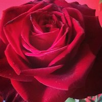 Red #rose #love