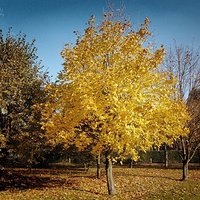 Addio pomidory, czyli trochę olsztyńskiej jesieni