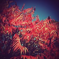 In love with fall... #mood #fall #autumn #october #orange #tree #evening #colorful #beautiful #time #moody #red #blue #calm #calming.