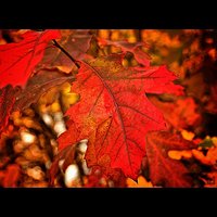 Kolory jesieni #polska #poland #leaf #olsztyn  #warmia #lisc #mazury #natura #nature #rzeka #jesien #autumn #gold #sunset #followme #follow #goodtime #lubiepolske #loves_poland #igglobalclub #bestofpoland #photooftheday #fotopawelolsztyn #igersolsztyn #go