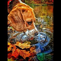 Pies #dog #beagle #natura #nature #las #forest #jesien #autumn #cool #nice #follow #followme #insta #igers #goodtime #igersolsztyn #olsztyn #polska #poland #warmia #mazury #igglobalclub #liking #fotopawelolsztyn #animal #funny #lubiepolske #igs_world #ig_