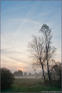 Sleepy tree