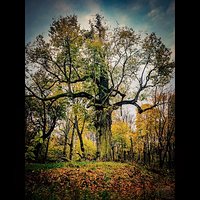 Stare drzewo #olsztyn #polska #poland #jesien #scary #dworek #grzymalow #olds #tree #house #home #jawor #warmia #track #mazury #drzewo #xperial #fotopawelolsztyn #follow #followme #goodtime #lubiepolske #loves_poland #igersolsztyn #liking #city #nice #par