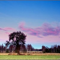 Pear-tree on the balk