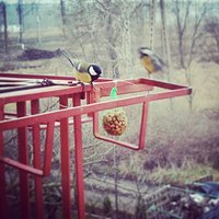 They're moving so fast :D #winter #is #coming #birds #good #stuff #autumn #fall #feeding #time #poland