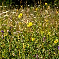 Pieniny meadows