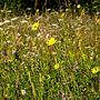 pieniny meadows