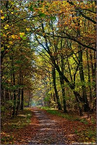 Autumn forest #1