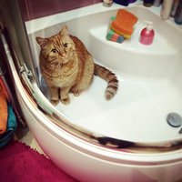 That #is #not #normal #bed #cat #garfield #red #bathroom #bath #confused #pretty #kitty #royal #king #sweet #cute #soft #warm #fluffy #mess #colors #winter