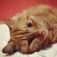 Charming ~~ #cat #instacat #garfield #red #redcat #cute #cutecat #love #lovely #perfect #unique #warm #fluffy #soft #evening #my #companion #trying #to #sleep #looking #fabulous #have #sweet #dreams #colorful #happy #happiness #eyes #brown