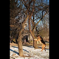 PhotoGrid #PhotoGrid #polowanie na #kota #fuji #x10 #jpg #dog #jump