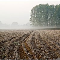 Morning mist