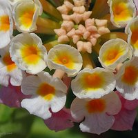 Lantana pospolita, kolorowy zawrót głowy