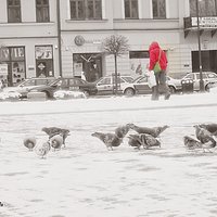 Rynek Nowy Sącz