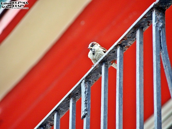 Wróble domowe (Passer domesticus)