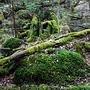 wiosna #puszczabialowieska #puszcz #las #forest #natura #nature #natural #oak #zielono #sarna #dzik #żubr