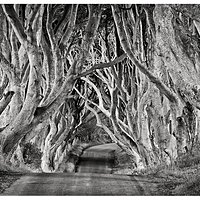 The Dark Hedges